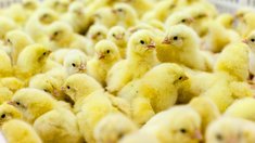 В Липецкой области продолжается рост производства продукции животноводства
