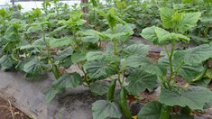 Сельхозобъединение в Забайкалье приступило к сбору огурцов