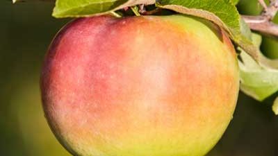 Липецкое предприятие планирует расширять производство органической продукции