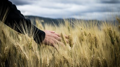 До аграриев Рязанской области доведено 356,43 млн руб. федеральных средств господдержки