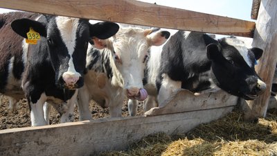 Производители молока в Красноярском крае получат дополнительно 400 млн господдержки