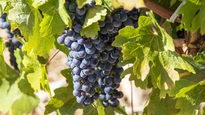 В 2022 году в РК темп роста валовой продукции в АПК составил 18%
