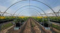 Благодаря адресной господдержке в Ивановской области развивается малый агробизнес