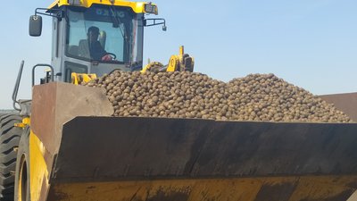 В Красноярском крае начали действовать новые направления поддержки овощеводов