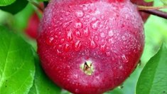 Органические яблоки и топинамбур выращивают в Липецкой области