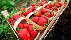 В Кабардино-Балкарии увеличился урожай ягод