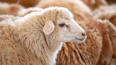 В России состоялись первые биржевые торги овечьей шерстью