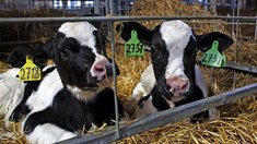 Племенные сельхозпредприятия в Башкортостане производят почти половину всего объема молока