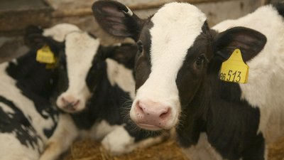 Хозяйства Красноярского края получили 329,5 млн рублей на производство молока