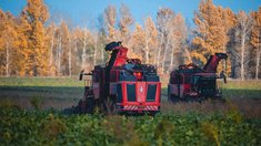Липецкая область собрала 2,1 млн тонн сахарной свёклы с 42% площадей