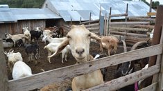 В Нижегородской области стартовал прием заявок на получение гранта "Агротуризм"