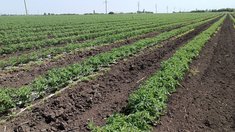В Донецкой Народной Республике высадили более 284 га овощных культур и картофеля