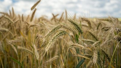 В хозяйствах Ленинградской области началась уборка зерновых культур