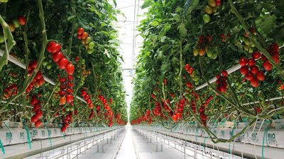 Производство тепличных овощей увеличилось на 2,4%