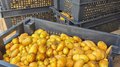 Новгородский Россельхозцентр завершает уборку мини-клубней из 22 тыс. микрорастений