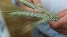 В Донецкой Народной Республике в 2025 году проведена апробация почти 54 тыс. га семенных посевов