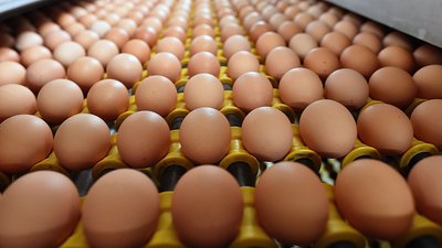 В 2024 году птицефабрики Саратовской области увеличили производство яйца на 29%