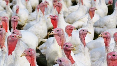 В России запустили крупнейший племрепродуктор индейки 
