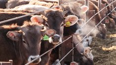 Для сельхозпроизводителей Ивановской области доступно агрострахование с господдержкой