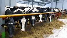 В Новгородской области продолжает развиваться молочное животноводство