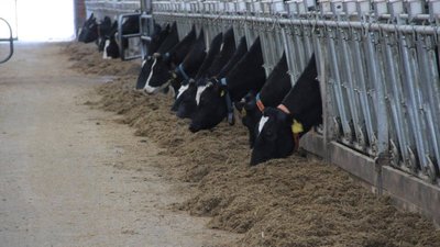 Новая животноводческая ферма Часовное на 650 голов открылась в Тотемском округе Вологодской области