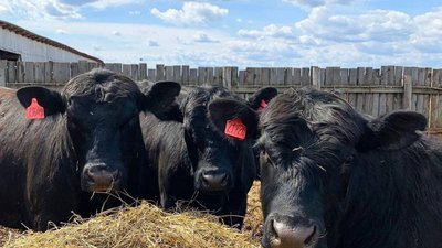 Успешный опыт развития сферы молочного производства в Вологодской области презентован на международном уровне