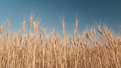 Ученые РФ нашли способ повысить устойчивость пшеницы к засухе