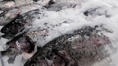 Российские рыбаки в 2023 году добыли более 5,3 млн т рыбной продукции