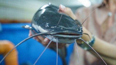В Ивановской области на рыбной ферме выращивают клариевого сома