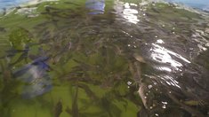 Производство товарной рыбы в Ярославской области за год увеличилось на треть