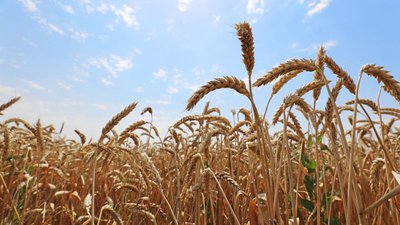 Правительство приняло дополнительные решения по экспортным пошлинам на продукцию АПК