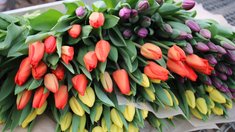 В Ивановской области вырастили 60 тысяч тюльпанов к Международному женскому дню