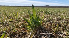 Сельхозпредприятия Карелии готовы к полевым работам