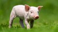 В Орловской области за год свиней стало больше на 40%
