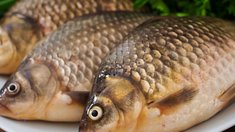 Курганская область за восемь месяцев добыла 1 тыс. тонн водных биоресурсов
