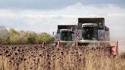 Урожай подсолнечника в Башкирии превысит прошлогодние показатели