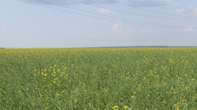 Высокопродуктивные гибриды ярового и озимого рапса показали липецким аграриям