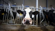 Сельхозпредприятия Томской области лидируют в СФО по молочной продуктивности коров