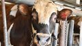 Карелия развивает селекцию айрширского скота для производства молока А2