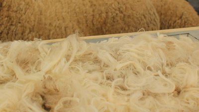 На Ставрополье стартовала стригальная кампания овец