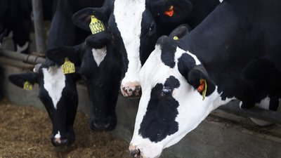 В Нижегородской области пройдет Всероссийский конкурс на лучшего по профессии среди операторов машинного доения коров
