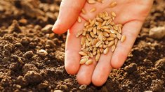 Семенами высоких репродукций намерены обеспечить себя аграрии ДНР