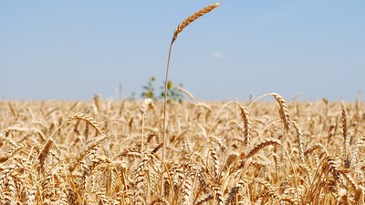 Более полумиллиона га засеяли яровыми культурами аграрии Саратовской области