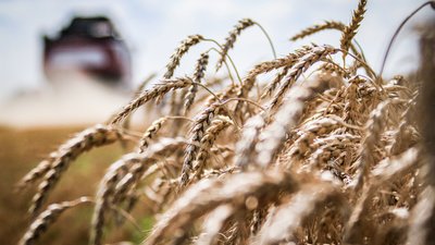 Почти на 9% вырос объем производства продукции сельского хозяйства в Липецкой области