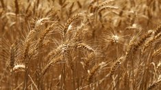 Россия с начала года увеличила экспорт пшеницы на 63%