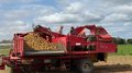 Аграрии Новгородской области приступили к уборке картофеля
