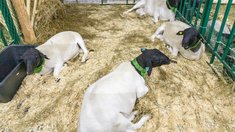 Первый в РФ селекционно-генетический центр по овцеводству создают в Калужской области