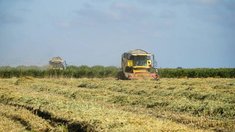 Кизлярский район убирает рис с 9,7 тыс. га при урожайности 42,8 ц/га