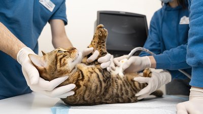 Более 20 тысяч пользователей записали питомца на прием к ветеринару в режиме онлайн 