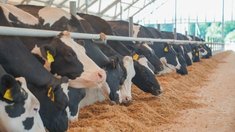 Прирост объемов сельхозпроизводства в Ивановской области за 2025 год составил более 3%